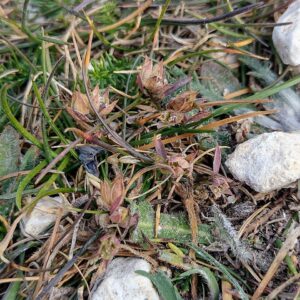 Bupleurum odontites