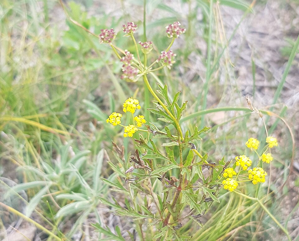 Bupleurum bicaule