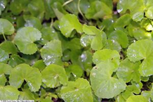 Bupleurum scorzonerifolium