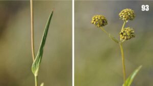 Bupleurum densiflorum