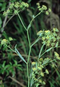 Bupleurum falcatum