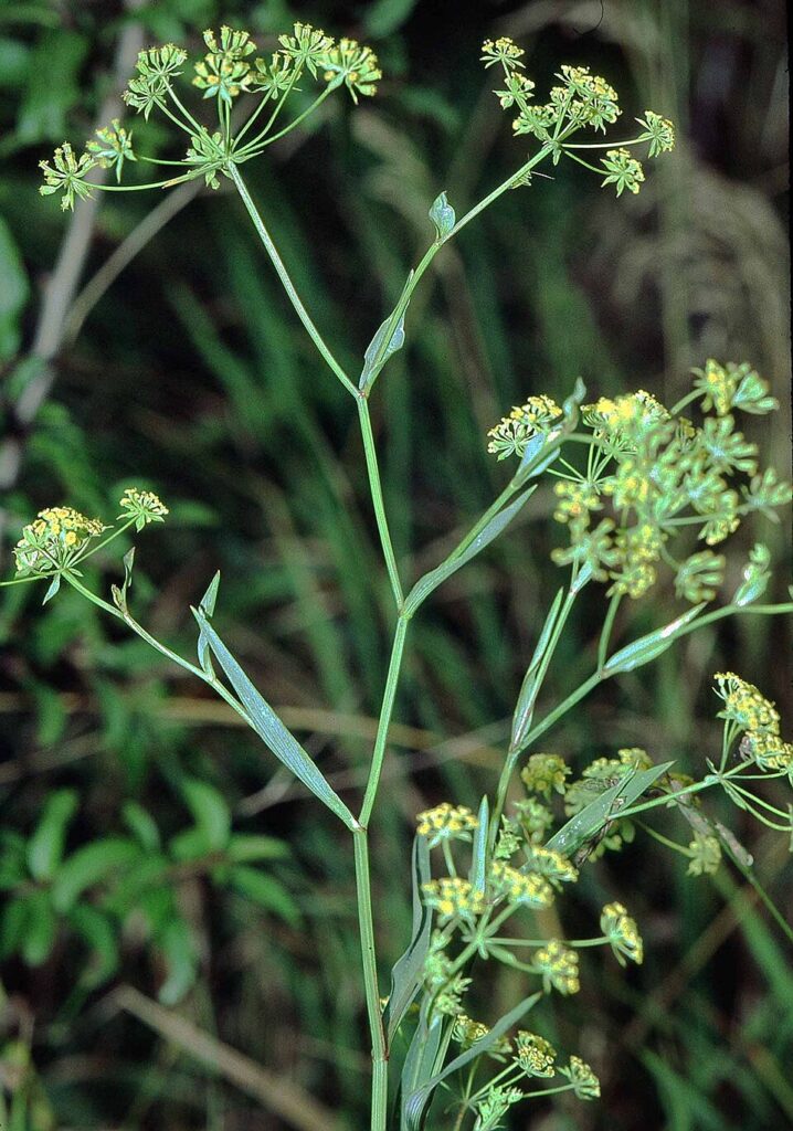 Bupleurum falcatum