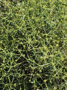 Bupleurum spinosum