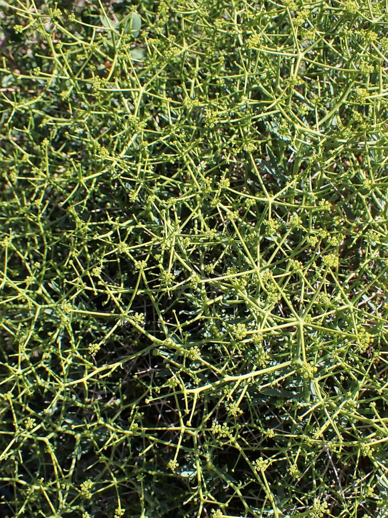Bupleurum spinosum
