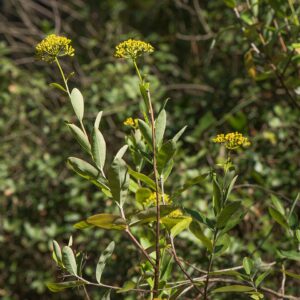 Bupleurum fruticosum