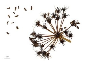 Bupleurum gibraltaricum