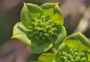Bupleurum lancifolium