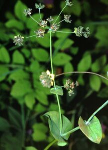 Bupleurum longifolium