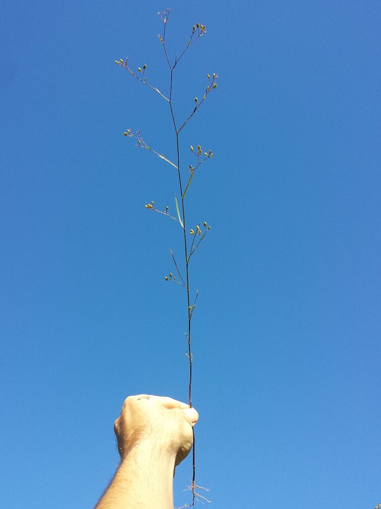 Bupleurum praealtum