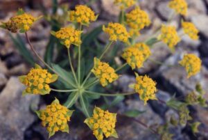 Bupleurum ranunculoides subsp. ranunculoides