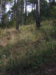 Bupleurum rigidum