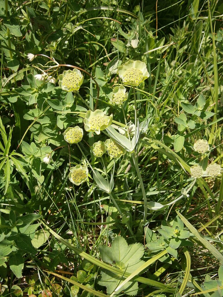 Bupleurum stellatum