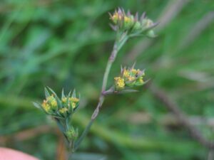 Bupleurum tenuissimum
