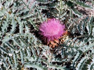 Cynara tournefortii