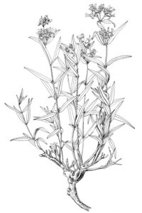 Caryopteris mongholica