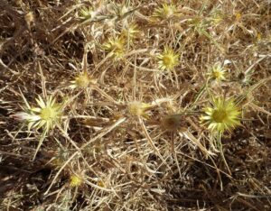 Carlina racemosa