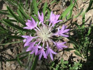 Centaurea linifolia
