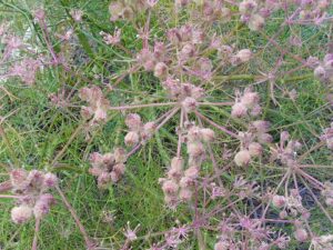 Cachrys sicula