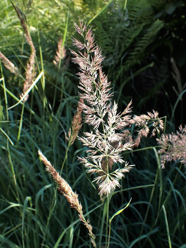 Calamagrostis pseudophragmites