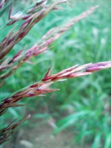 Calamagrostis villosa