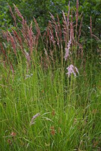 Calamagrostis canescens