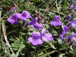 Clinopodium corsicum