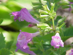 Clinopodium grandiflorum