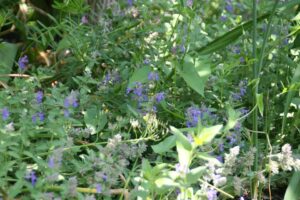 Clinopodium nepeta subsp. nepeta