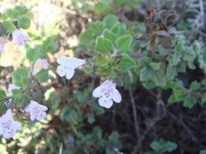 Clinopodium menthifolium