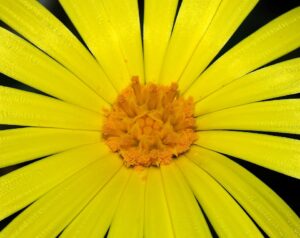 Calendula arvensis