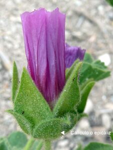 Malva lusitanica