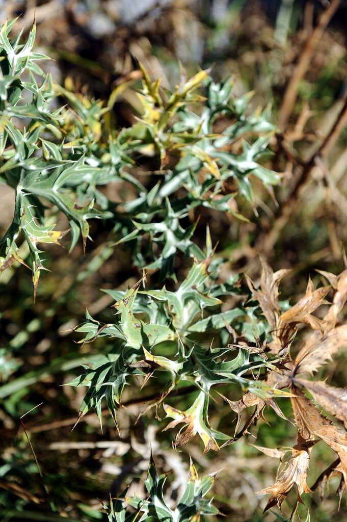 Callianthemum kernerianum