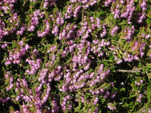 Calluna vulgaris