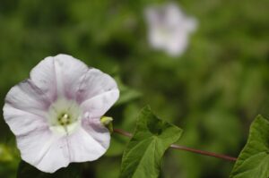 Calystegia sepium subsp. sepium