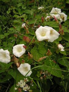Calystegia silvatica