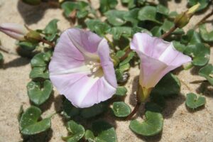 Calystegia soldanella
