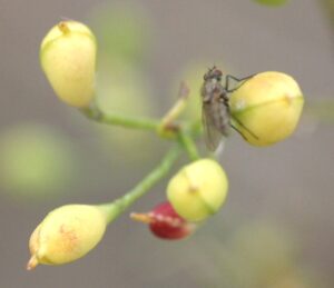 Camelina alyssum