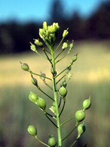 Camelina microcarpa