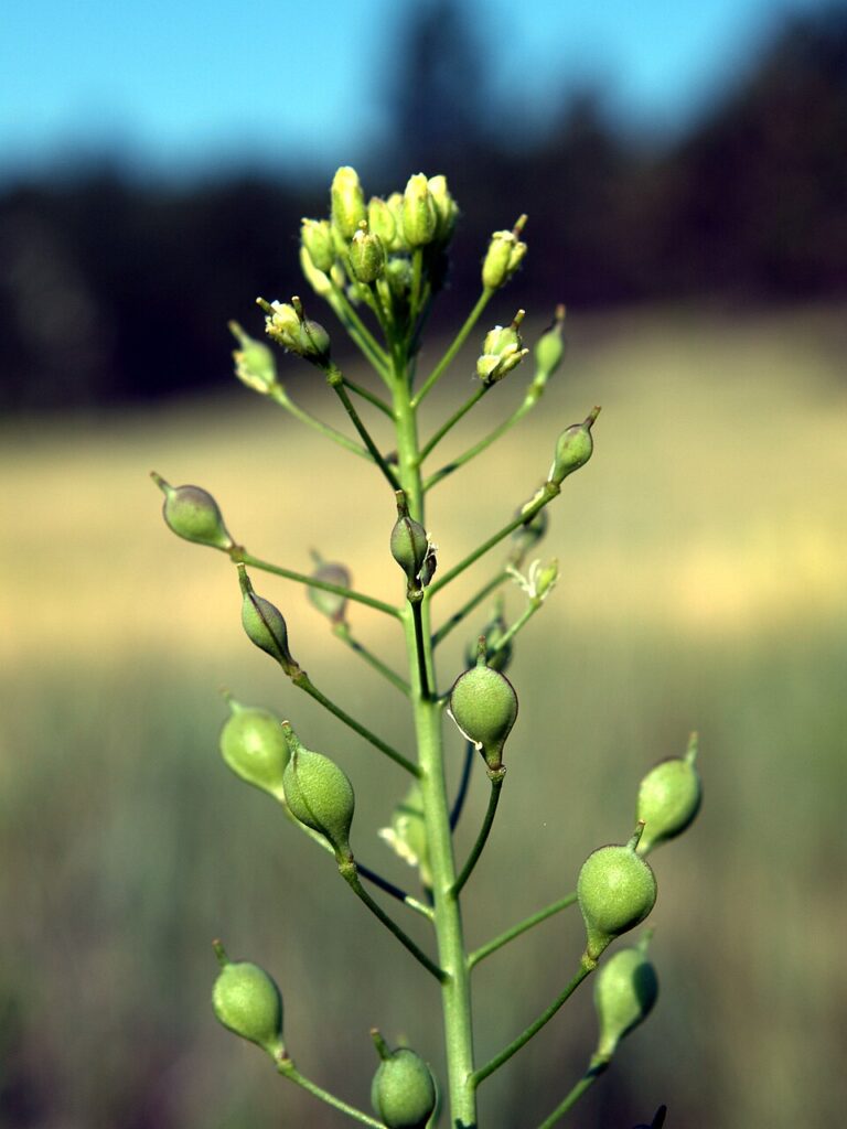 Camelina microcarpa
