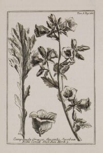 Campanula laciniata