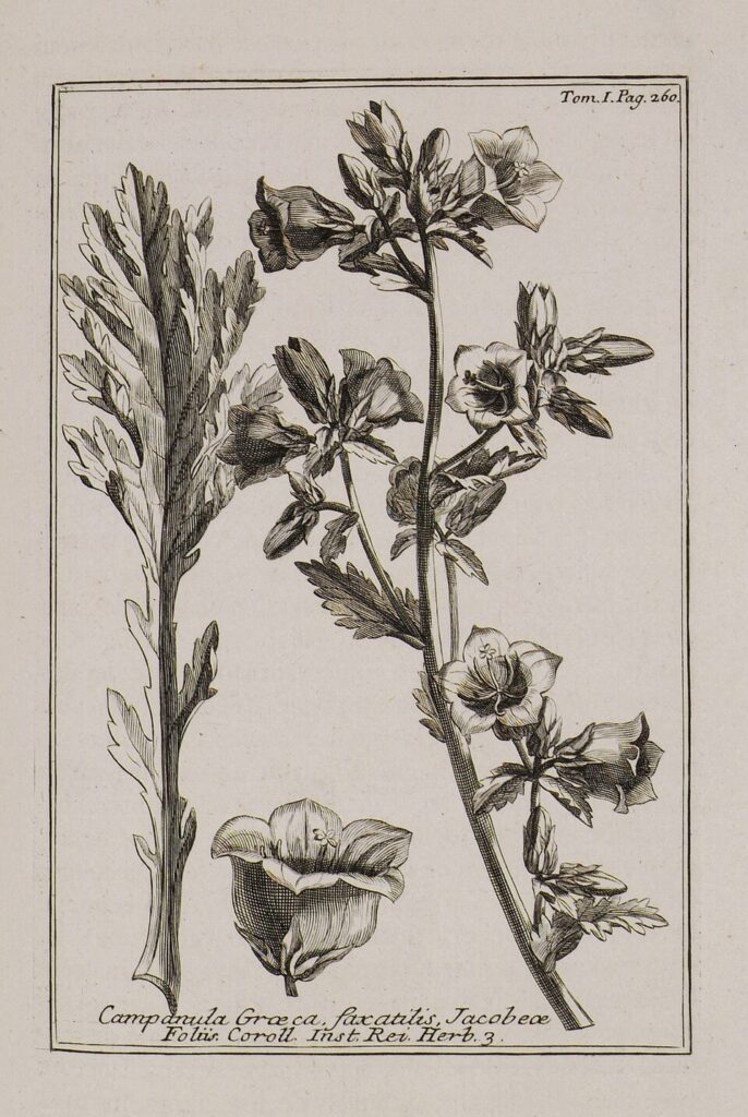 Campanula laciniata