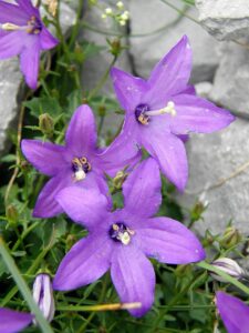 Campanula arvatica