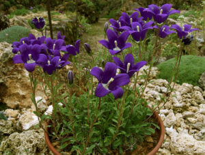 Campanula bellidifolia