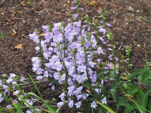 Campanula bononiensis