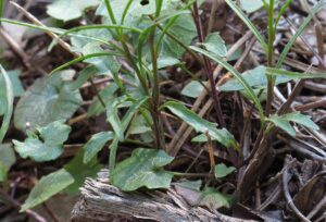 Campanula carnica subsp. puberula