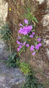 Campanula carpatha