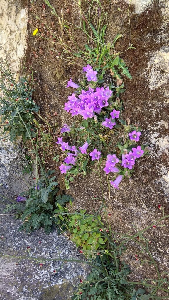 Campanula carpatha