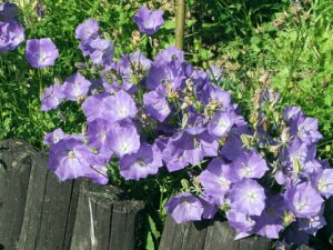 Campanula pelviformis