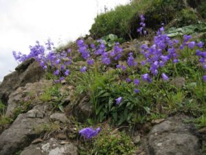 Campanula collina