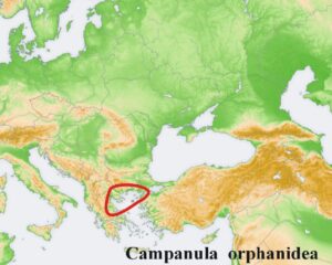 Campanula orphanidea